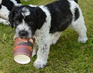 Alle sammen af Beskrivende Schapendoes Hunde – Schapsen er en dansk Schapendoes kennel